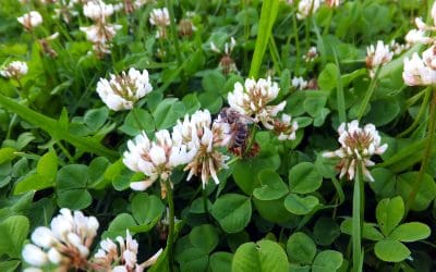 5 Traditional Lawn Alternatives to Consider This Spring