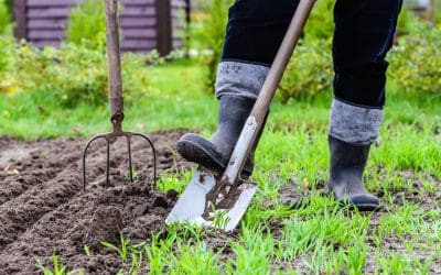 5 Tips to Help Your Garden Survive Summer