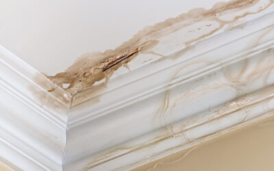Don’t Let It Creep In: A Homeowner’s Guide to Moisture Problems in the Home